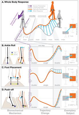 Interactions Between Different Age-Related Factors Affecting Balance Control in Walking